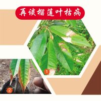 再谈榴莲叶枯病