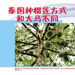 泰国种榴莲方式和大马不同