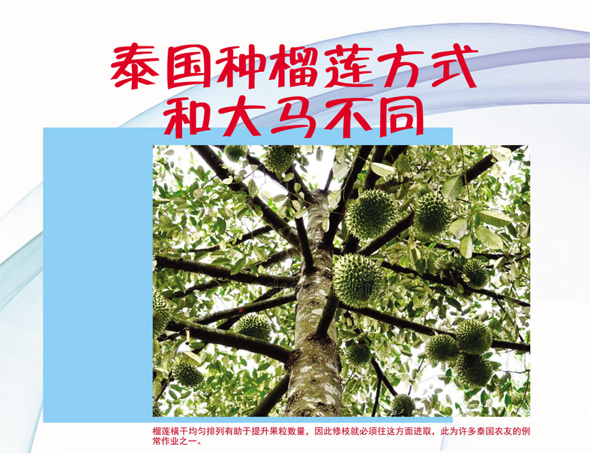 Read more about the article 泰国种榴莲方式和大马不同