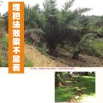 埋肥法效果不显著