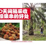10天间隔采收油棕果串的好处