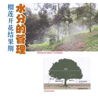 榴莲开花结果期,水分的管理
