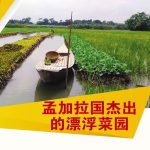 孟加拉国杰出的漂浮菜园