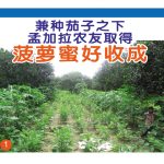 兼种茄子之下,孟加拉农友取得菠萝蜜好收成
