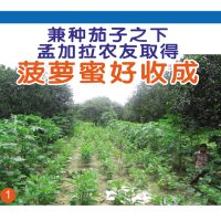 兼种茄子之下,孟加拉农友取得菠萝蜜好收成