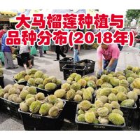 大马榴莲种植与品种分布(2018年)
