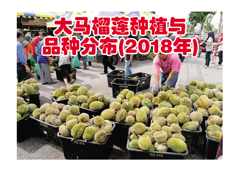 Read more about the article 大马榴莲种植与品种分布(2018年)
