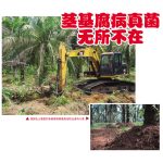 茎基腐病真菌无所不在