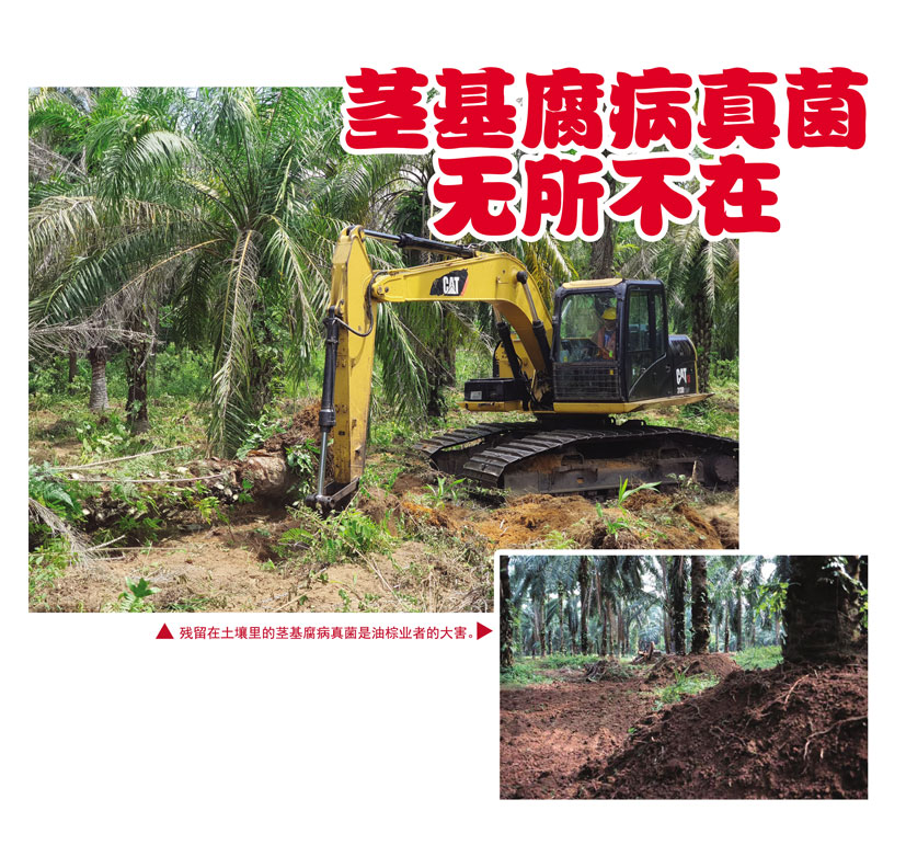 Read more about the article 茎基腐病真菌无所不在