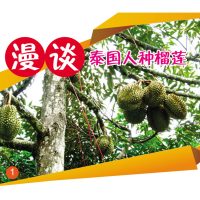 漫谈泰国人种榴莲