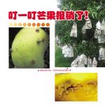 叮一叮芒果报销了!