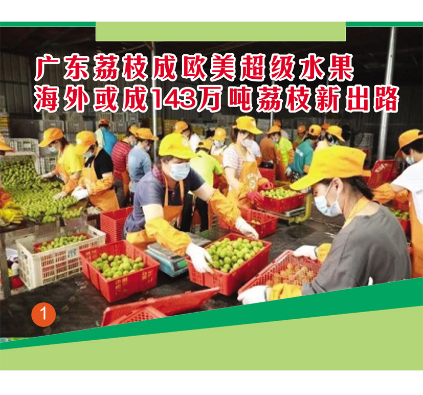 Read more about the article 广东茘枝成欧美超级水果,海外或成143万吨茘枝新出路
