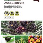 DxP油棕种植材料 ：纯正与高品质的重要性