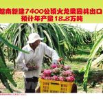 越南新建7400公顷火龙果园共出口,预计年产量18.8万吨
