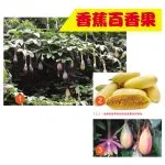 香蕉百香果