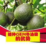 矮种GEM牛油果的优势