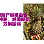 黄梨产量来自氮与钾肥,对磷肥的效果微弱