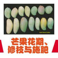 芒果花期、修枝与施肥