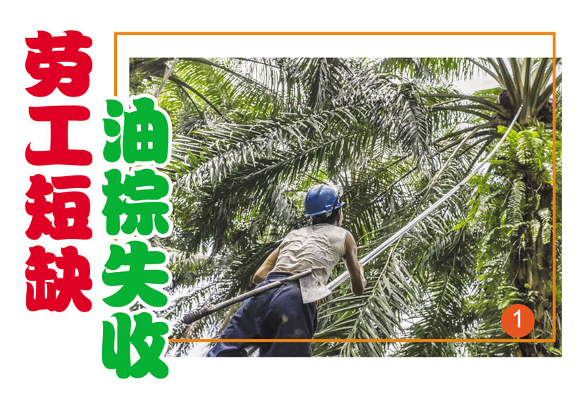 You are currently viewing 劳工短缺，油棕失收