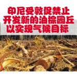 印尼受敦促禁止开发新的油棕园丘以实现气候目标