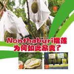 Nonthaburi榴莲为何如此昂贵?