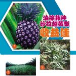 油棕兼种砂拉越黄梨收进佳