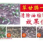 草甘膦一铵清除油棕野秧效果佳