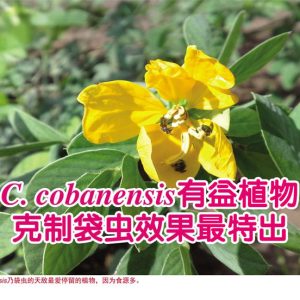 C.cobanensis有益植物克制袋虫效果最特出