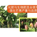 化肥与生物肥混合使用强化芒果产量与品质
