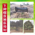 下种榴莲秧苗须知