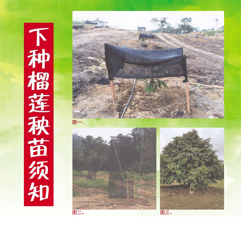 You are currently viewing 下种榴莲秧苗须知