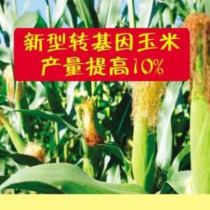 新型转基因玉米产量提高10%
