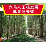 大马人工林发展成果与失败