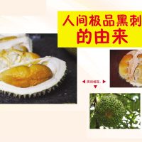 人间极品黑刺的由来