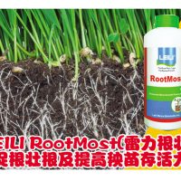 LEILI RoofMost (雷力根壮) 促根壮根及提高秧苗存活力