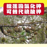 榴莲园氯化钾可替代硫酸钾
