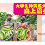大学生种黄瓜大丰收喜上眉头