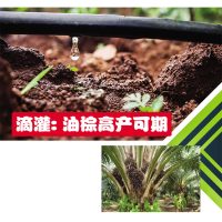 滴灌：油棕高产可期