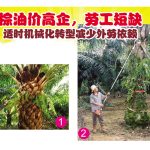 棕油价高企,劳工短缺,适时机械化转型减少外劳依赖