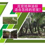 泥炭地种油棕适合怎样的密度?