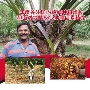 印度关注国内棕榈种植增长却面对地情及气候等因素挡路
