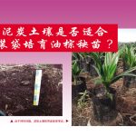 泥炭土壤是否适合装袋培育油棕秧苗?