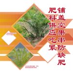 肥料供应吃紧铺盖空果串防缺肥