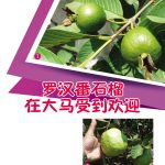 罗汉番石榴在大马受到欢迎