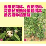 雌雄花同体、自花授粉、花期长及蜜蜂授粉提高番石榴种植潜能