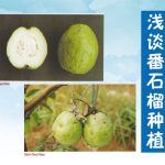 浅谈番石榴种植