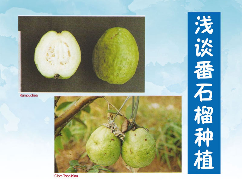 Read more about the article 浅谈番石榴种植