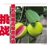 挑战番石榴超高密度