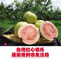 台湾红心芭乐逐渐受到农友注目
