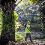 棕榈油行业劳工短缺，马来西亚面临79亿令吉的出口损失